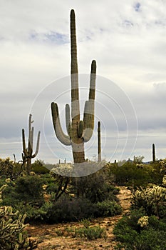 Mature Saguaro Cactus Sonora desert Arizona