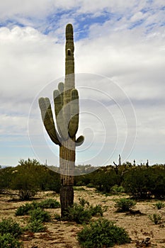 Mature Saguaro Cactus Sonora desert Arizona