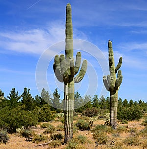 Mature Saguaro Cactus Sonora desert Arizona