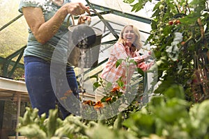 Mature Same Sex Female Couple Working In Greenhouse Watering Plants Together