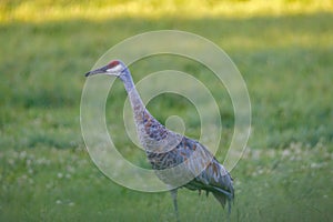 Mature Sandhill Crane Grus Canadensis in a hayfield during late summer,