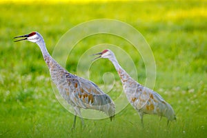 Mature Sandhill Crane Grus Canadensis in a hayfield during late summer