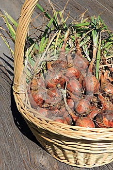 Mature shallot bulbs