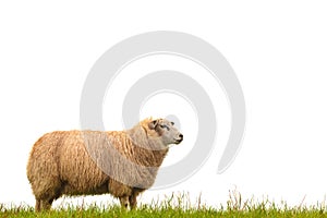 Mature sheep isolated on white