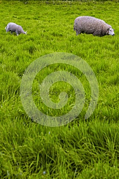 Mature Sheep with Little Lamb Pasturing on Green Grass Outdoors