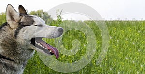 Mature siberian husky on green grass background. The cable has gray and white fur, different eyes are blue and brown