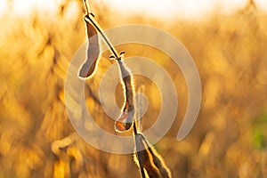 Mature soybean pods. Soy agriculture. Harvesting of soybean field