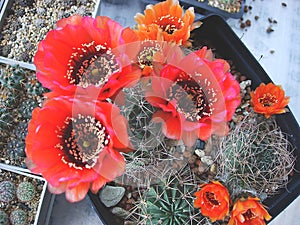 Mature specimens of cactus Lobivia jajoiana