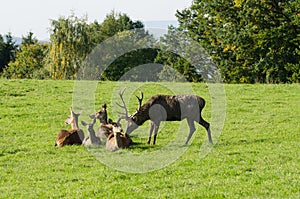 Mature stag sniffing at doe. Red deer group.