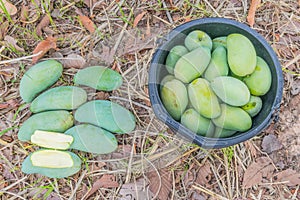 The mature stage of green mango, harvest season in the plantation field
