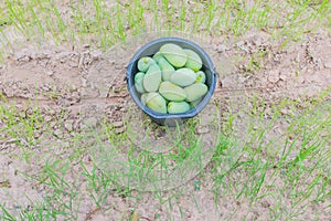 The mature stage of green mango, harvest season in the plantation field