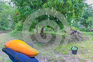 The mature stage of green mango, harvest season in the plantation field