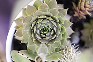 Mature Succulent with beautiful leaves