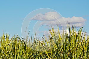 Mature sugar cane tops set against a blue cloudy s