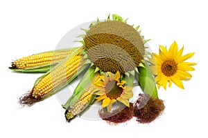 mature sunflowers and corn on the cob close up on white background