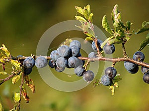 Mature ternary fruit Prunus spinosa L. close-up