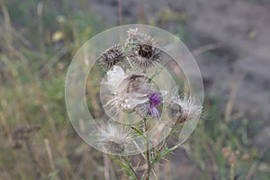 Mature Thistle, crumbles to fluff. profuse flowering with many f photo