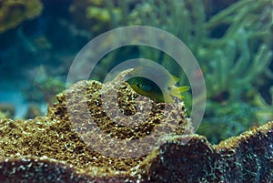 Mature Threespot Damselfish stegastes planifrons hovering over coral
