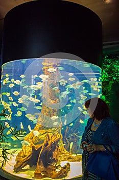 Mature tourist woman enjoying the marine life in a tank of aquarium