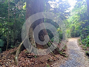 Mature tree with buttressed roots