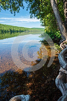 Mature trees on the shoreline of the crystal clear waters of Lake Fanny Hooe