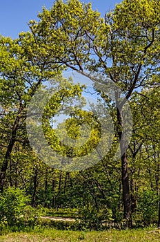 Mature Trees with Spring Foliage