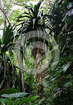 A mature tropical tree with spiraling bumps of the trunk in the midst of a rainforest at Allerton Gardens in Lawai Valley, Kauai