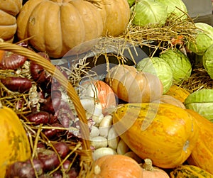 Mature vegetables. Gifts of fall. Pumpkins, cabbage, onions, corn. Background