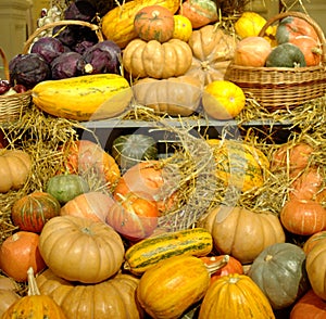 Mature vegetables. Gifts of fall. Pumpkins, cabbage, vegetable marrows, onions. Background