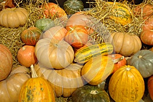 Mature vegetables. Gifts of fall. Pumpkins, vegetable marrows, onions. Background