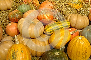 Mature vegetables. Gifts of fall. Pumpkins, vegetable marrows, onions, corn. Background