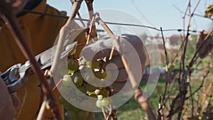 Mature vintner cutting white grapes bunches on vine in vineyard.