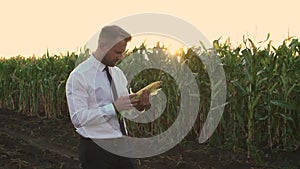 Mature, well-dressed businessman examining a corn in the middle of a green corn field