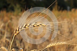 Mature wheat ear