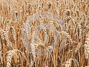 Mature wheat ears field in sunny day