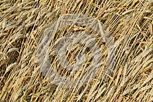 Mature wheat on the field. Spikelets of wheat. Harvest of grain.