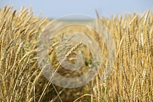 Mature wheat on the field. Spikelets of wheat. Harvest of grain.