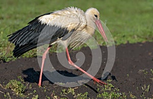 Mature White stork walks on freshly plowed field at spring