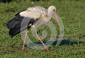 Mature White stork walks on mowing grass field at spring