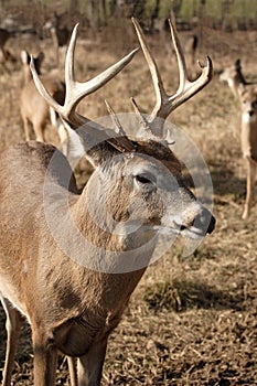 Mature whitetail buck