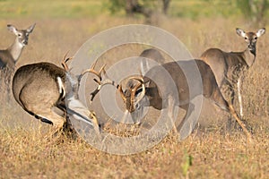 A mature whitetail buck running off a young buck during the rut