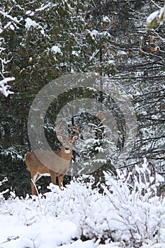 Mature Whitetail Deer Buck Poses in Winter Snow