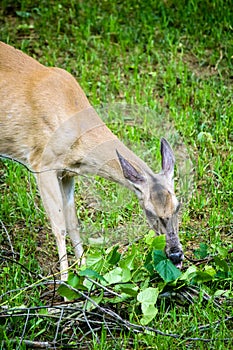 Whitetail Deer Doe Feeding