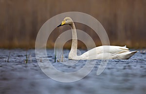 Mature Whooper swan sails on lake surface with water blobs falling from his beak