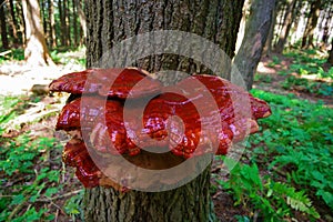 Mature Wild Reishi Mushroom growing on a tree in the Forest