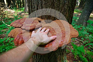 Mature Wild Reishi Mushroom growing on a tree in the Forest photo