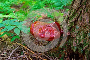 Mature Wild Reishi Mushroom growing on a tree in the Forest photo