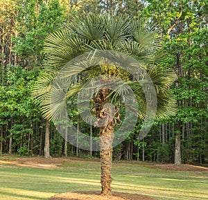 Mature Windmill Palm Tree