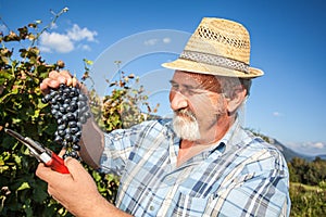 Mature winegrower harvesting black grapes