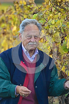 Mature winemaker